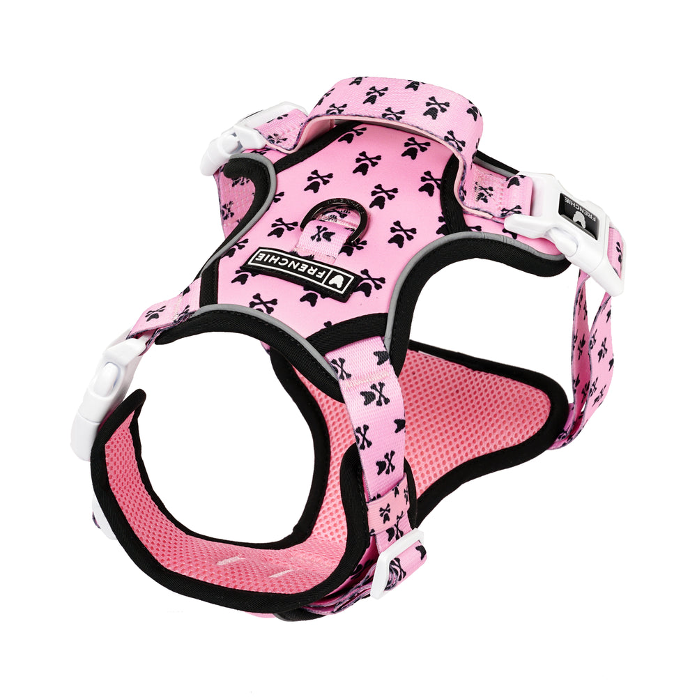 Frenchie Bulldog