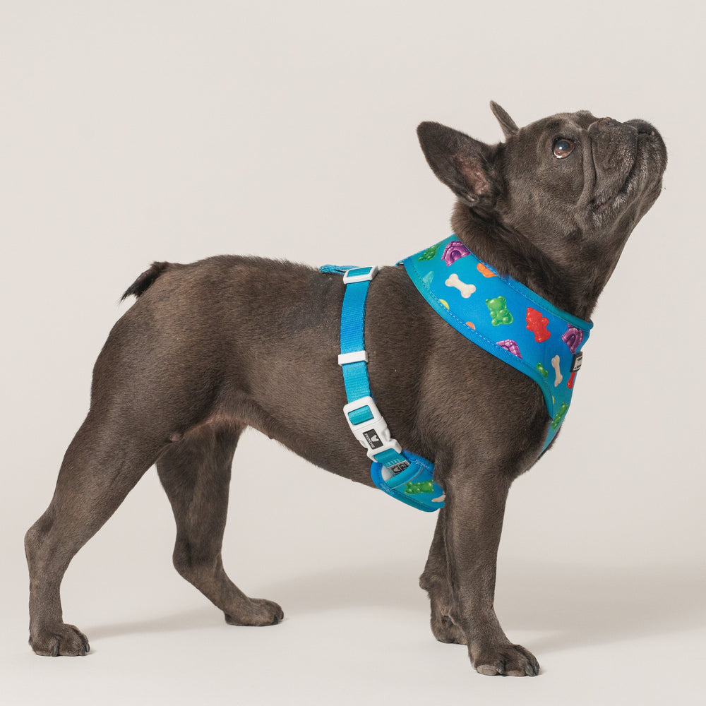 Frenchie Duo Reversible Harness - Little Monsters