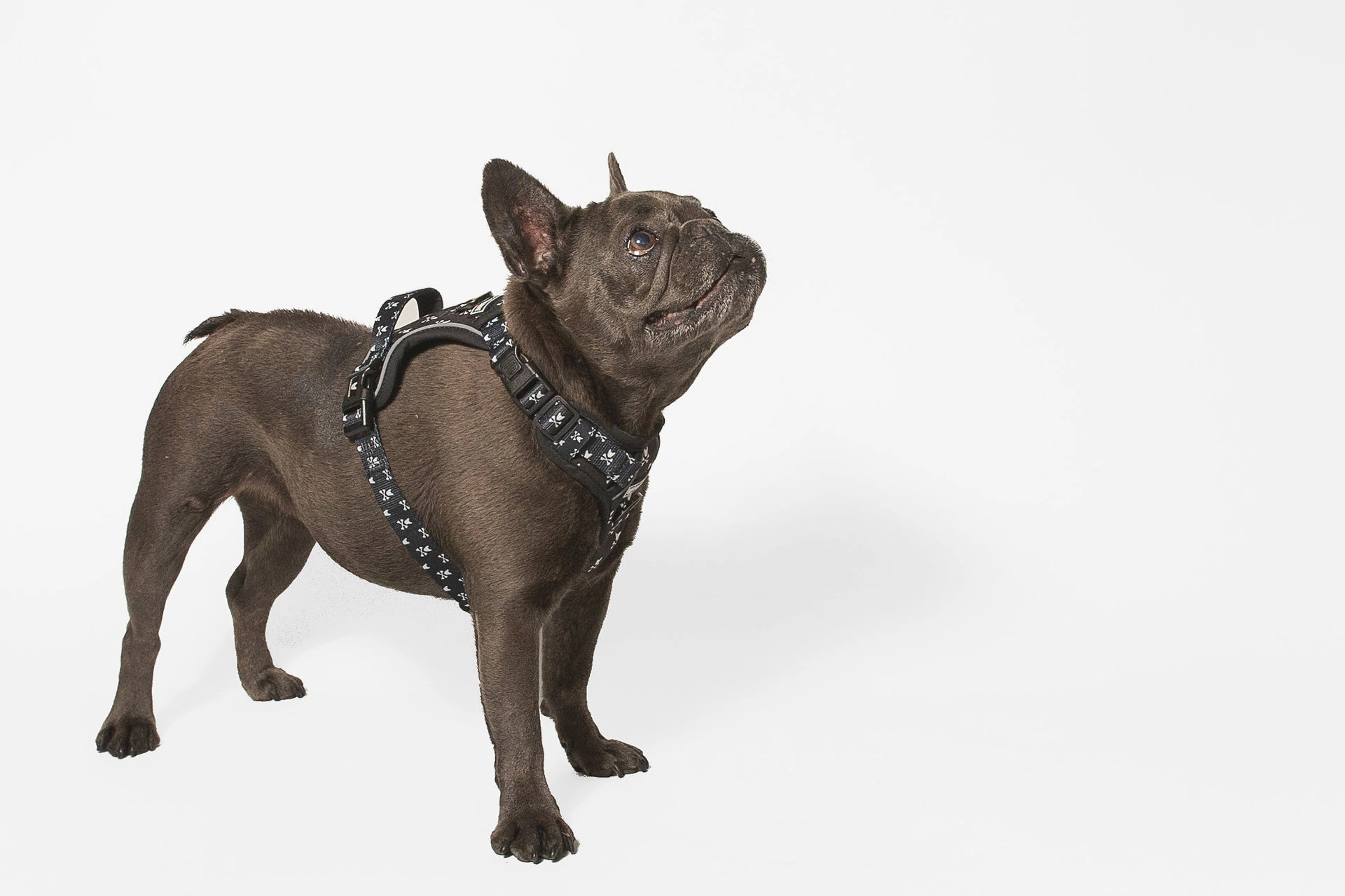 French Bulldog wearing the Bad to the Bone adjustable harness