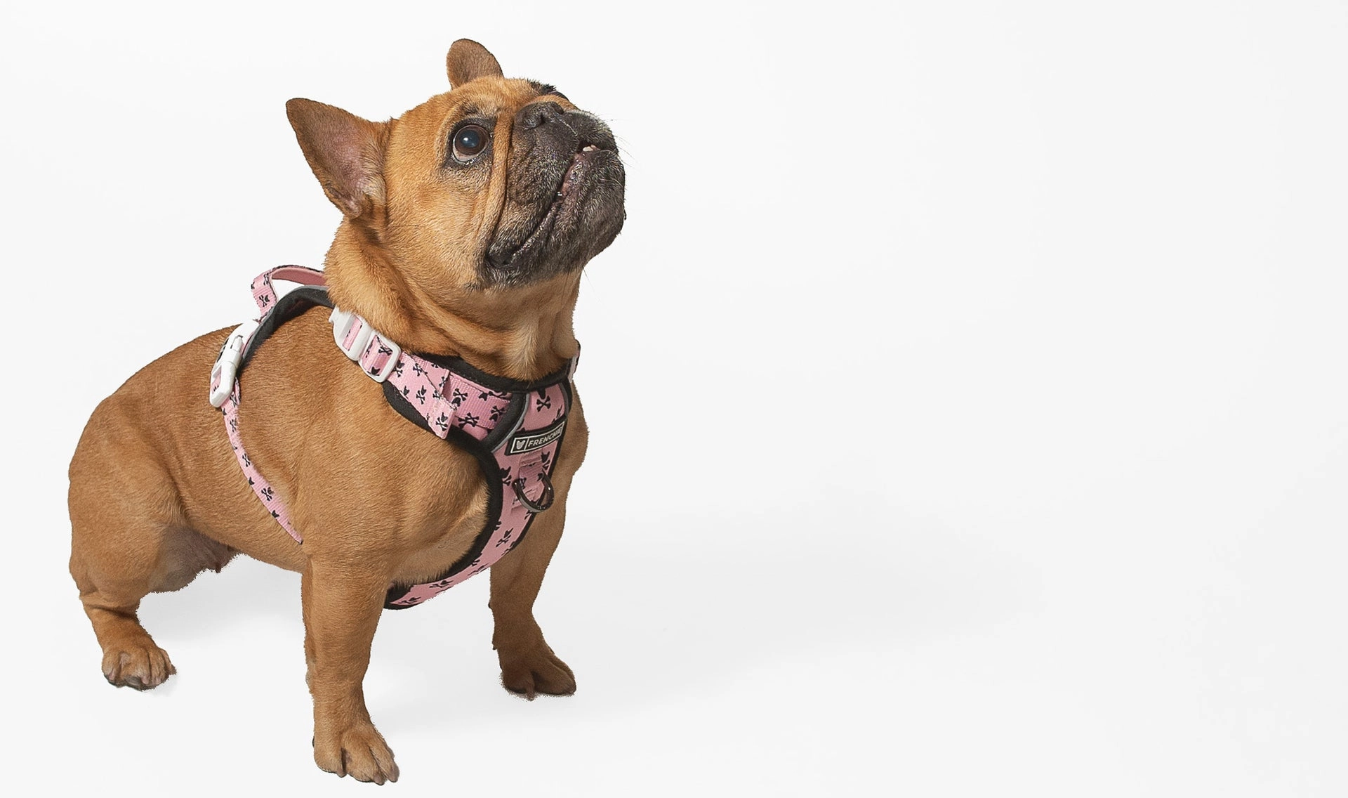 French Bulldog wearing the Pink Bad to the Bone adjustable harness