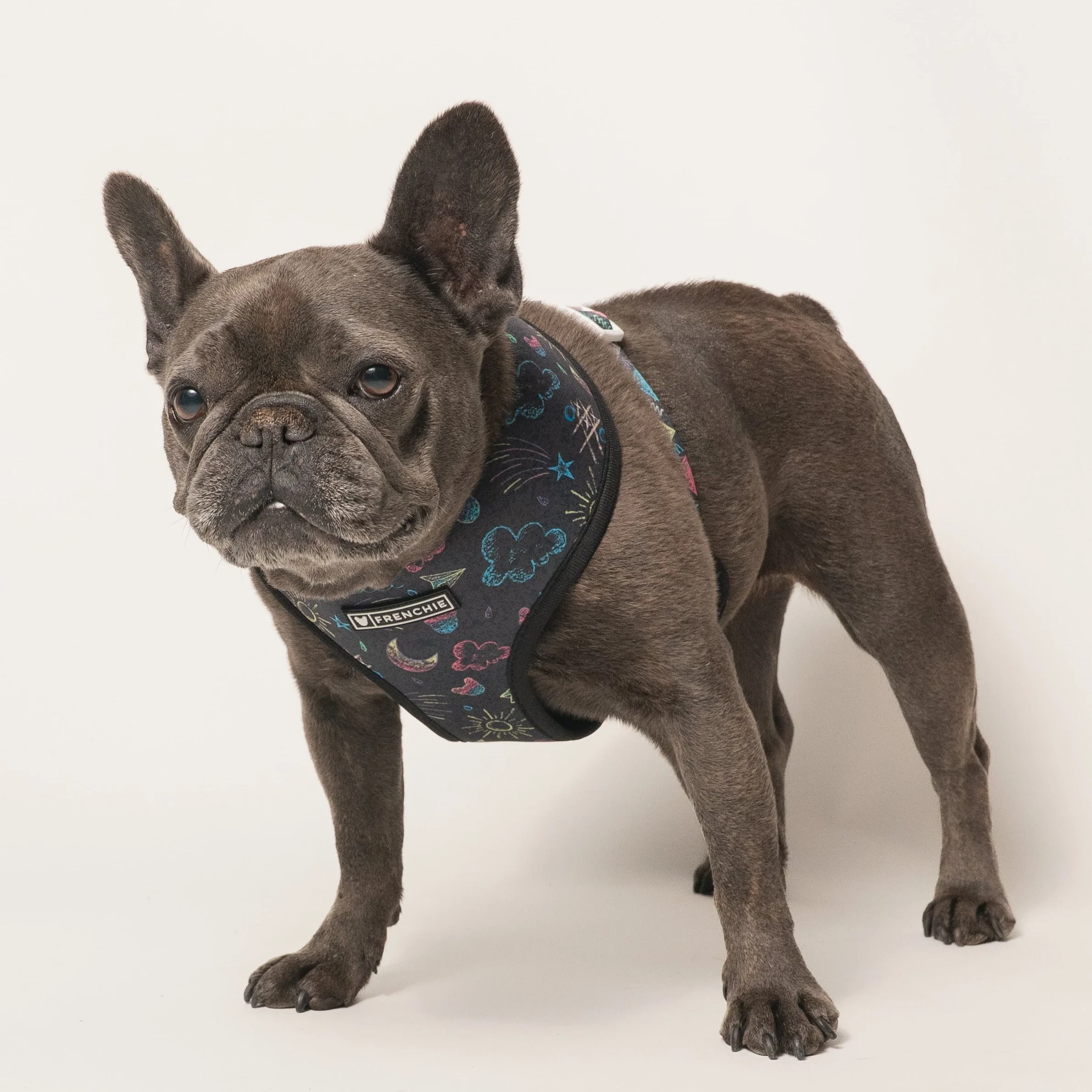 French Bulldog wearing the Chalk Art duo reversible harness