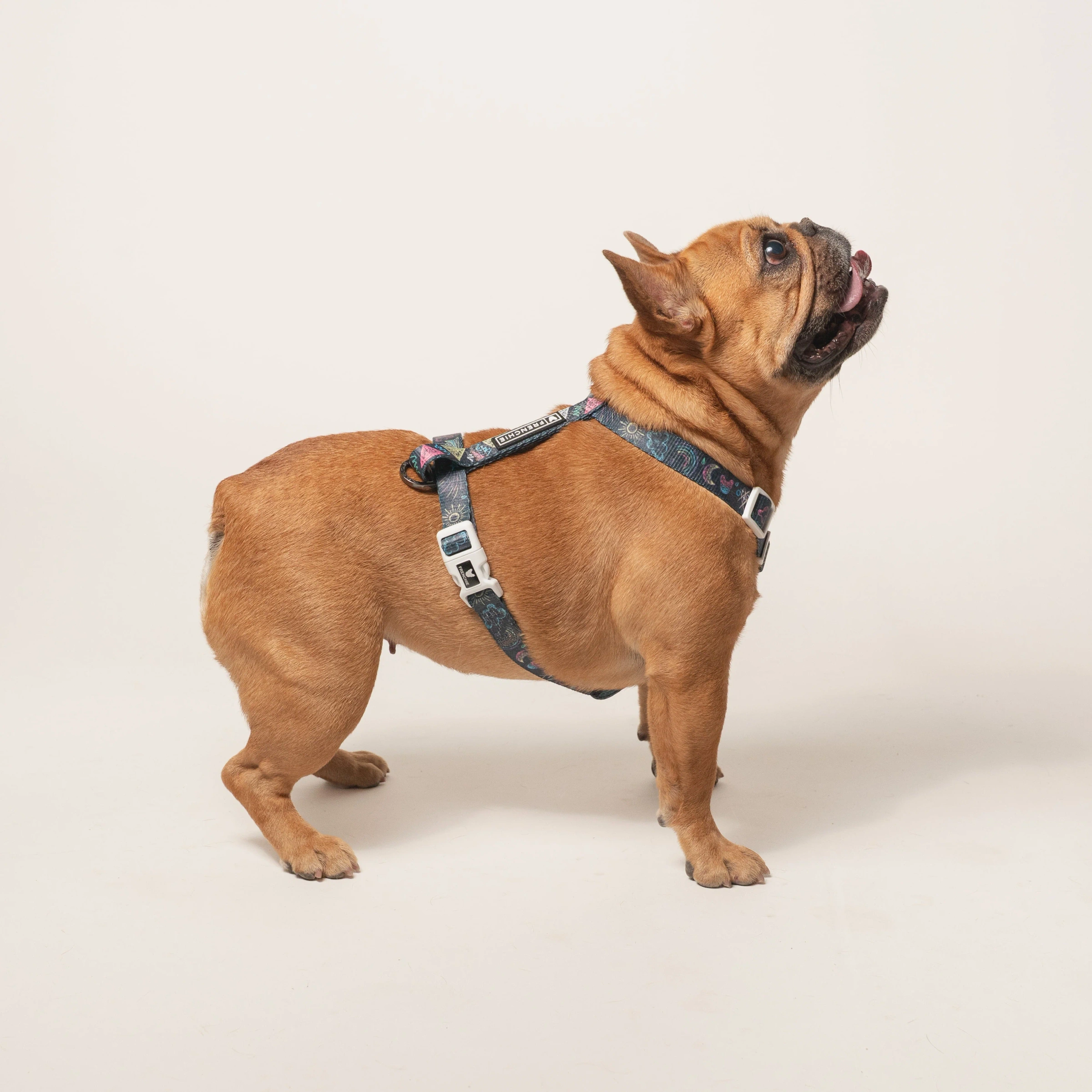 Frenchie Strap Harness - Chalk Art