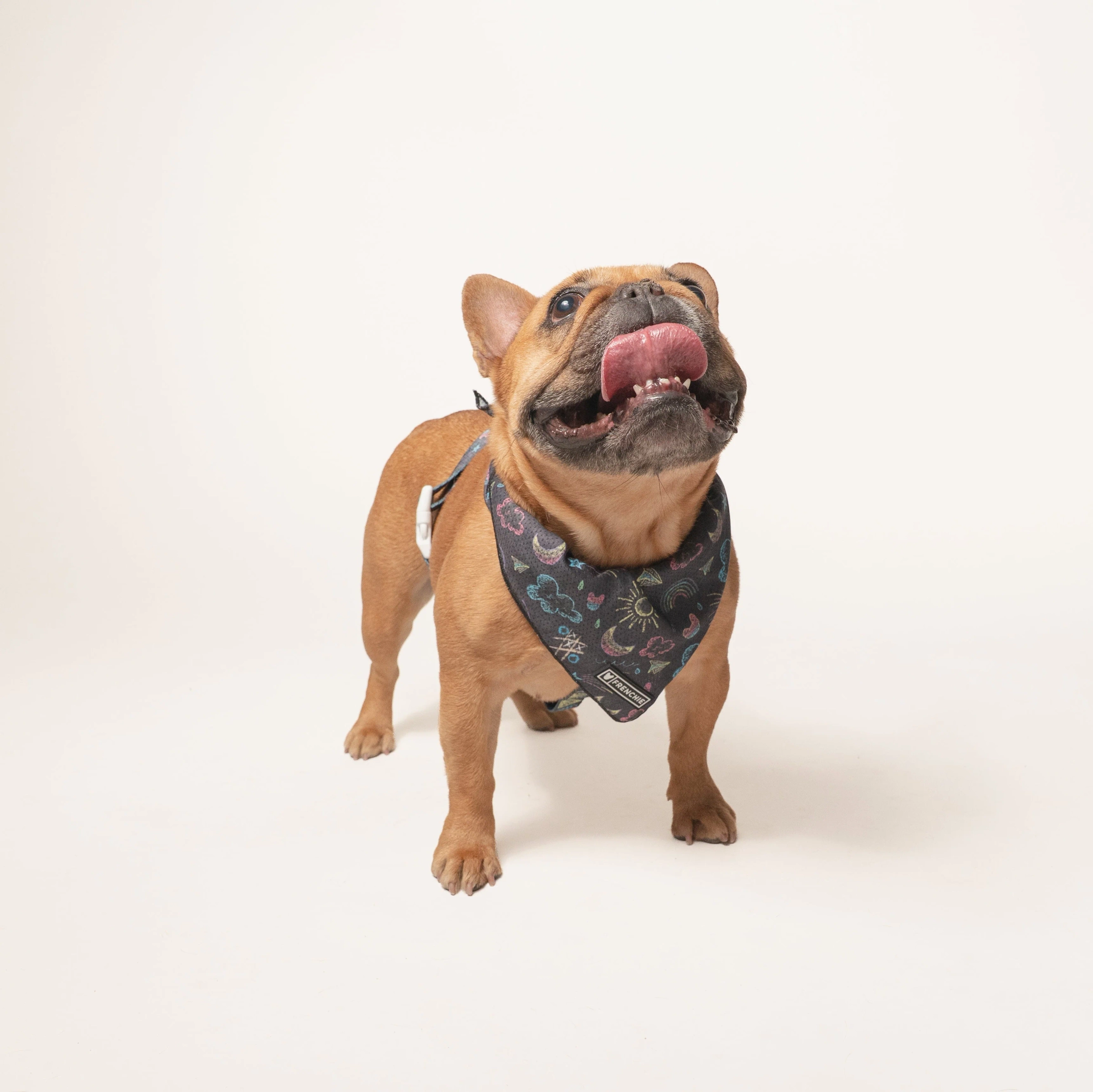 Frenchie Cooling Bandana - Chalk Art
