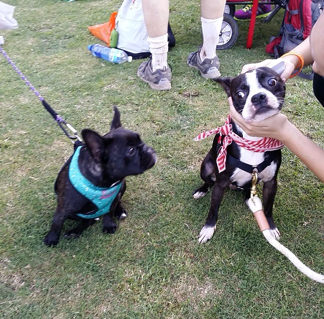 Two French Bulldogs in harnesses on a lawn
