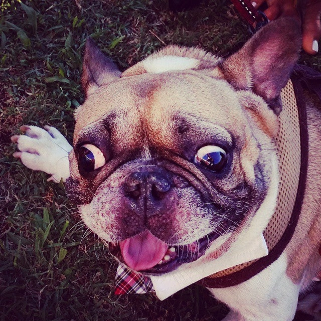 French Bulldog with wide eyes